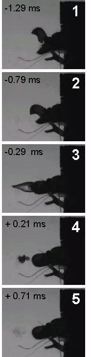 能发射高温激波炮，连潜艇都害怕的生物，到底有多厉害？