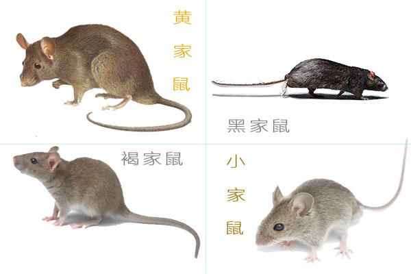 南美沼泽发现史前巨鼠,比人还大,无敌存在,它怎么就灭绝了?