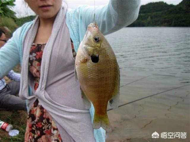 各位大师，太阳鱼怎么钓，需要打窝吗？