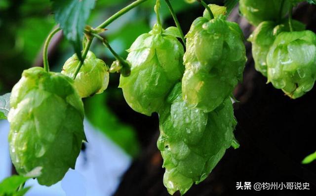 古代有啤酒吗？有何依据？