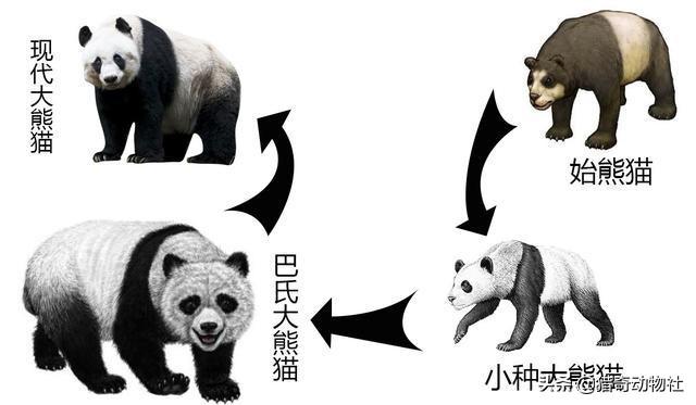 大熊貓素有活化石之稱，為何毛發卻以黑白色為主，有保護作用嗎？