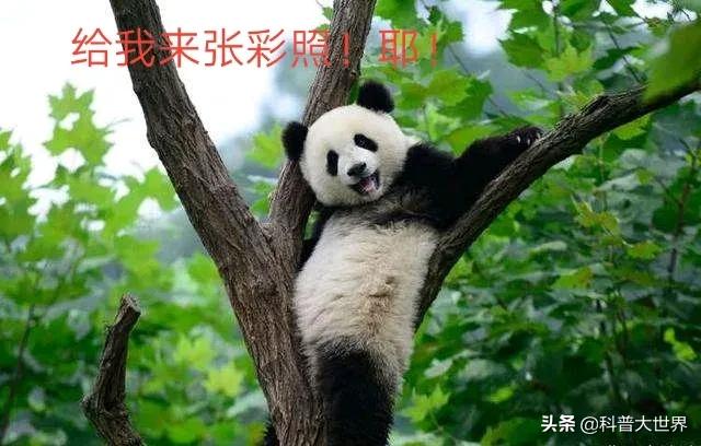 大熊貓素有活化石之稱，為何毛發卻以黑白色為主，有保護作用嗎？