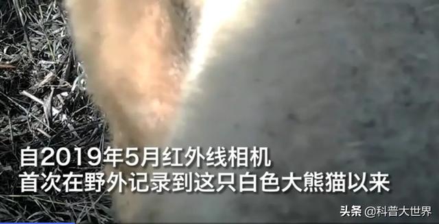 大熊貓素有活化石之稱，為何毛發卻以黑白色為主，有保護作用嗎？