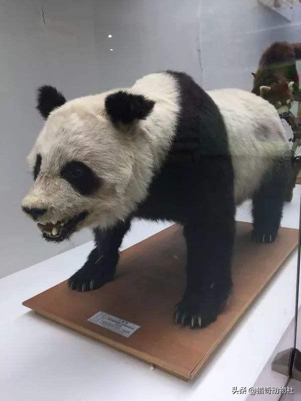 大熊貓素有活化石之稱，為何毛發卻以黑白色為主，有保護作用嗎？
