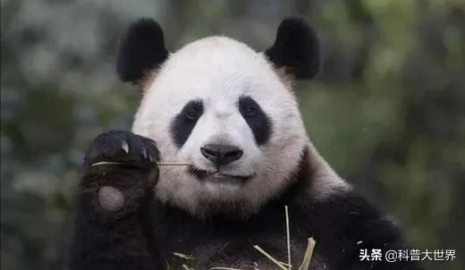 大熊貓素有活化石之稱，為何毛發卻以黑白色為主，有保護作用嗎？