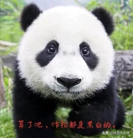 大熊貓素有活化石之稱，為何毛發卻以黑白色為主，有保護作用嗎？