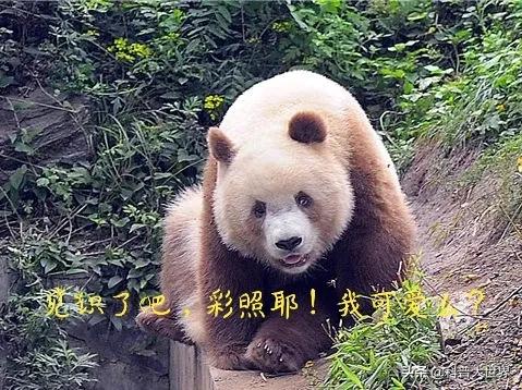 大熊貓素有活化石之稱，為何毛發卻以黑白色為主，有保護作用嗎？