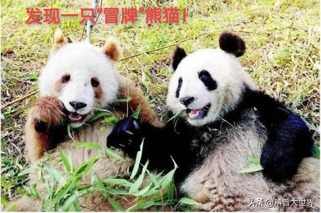 大熊貓素有活化石之稱，為何毛發卻以黑白色為主，有保護作用嗎？