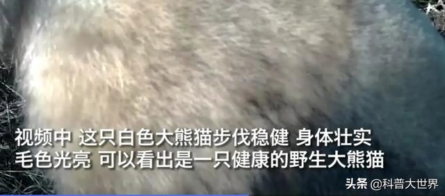 大熊貓素有活化石之稱，為何毛發卻以黑白色為主，有保護作用嗎？