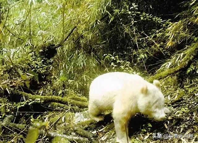 大熊貓素有活化石之稱，為何毛發卻以黑白色為主，有保護作用嗎？