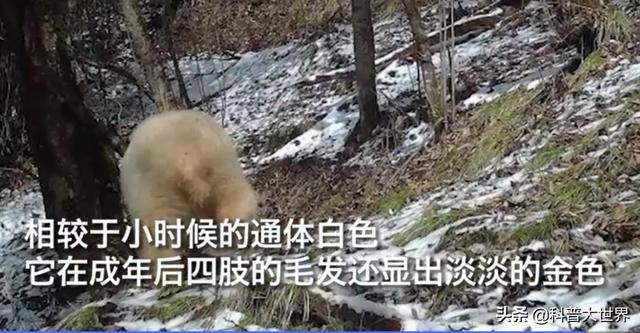 大熊貓素有活化石之稱，為何毛發卻以黑白色為主，有保護作用嗎？