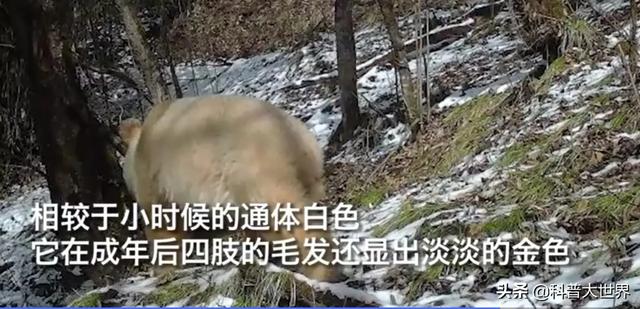 大熊貓素有活化石之稱，為何毛發卻以黑白色為主，有保護作用嗎？