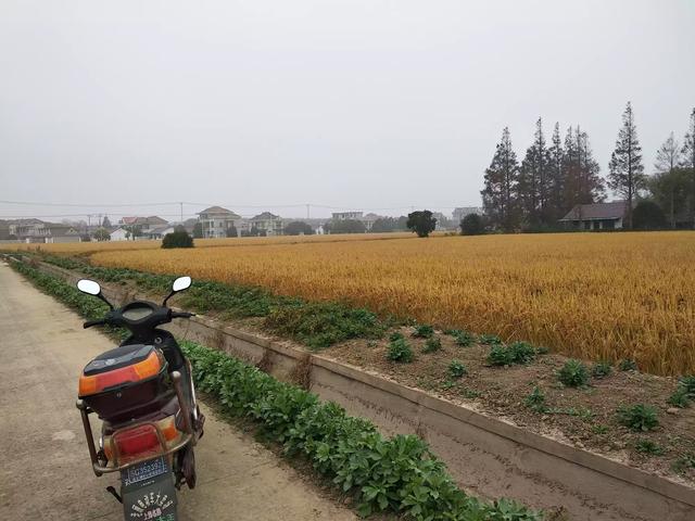 長江每年多少泥沙入海?如上海的崇明島，每年面積還在變大嗎？