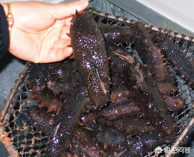 池塘里海肠怎么养殖，喂什么样的食？