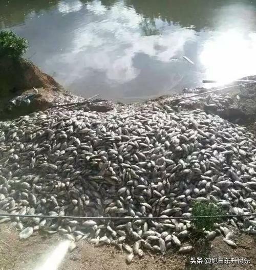 农村养鱼人口中的“翻塘”是什么意思?为何会出现翻塘,如何避免?