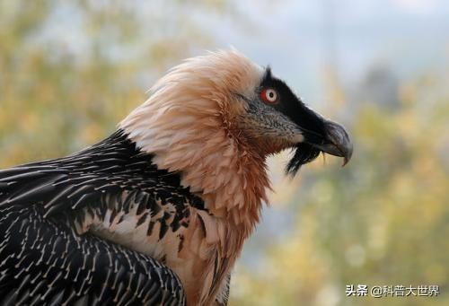 胡秃鹫为什么被人称为“鸟中鬣狗”呢?有喜欢研究鸟类的给解释一下吗?