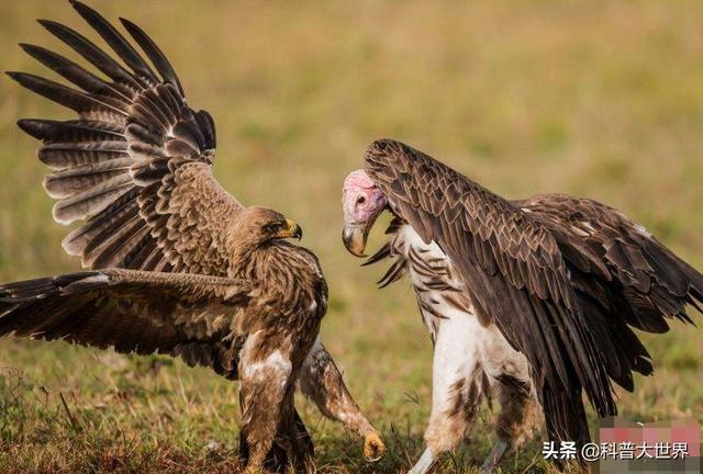 胡秃鹫为什么被人称为“鸟中鬣狗”呢?有喜欢研究鸟类的给解释一下吗?