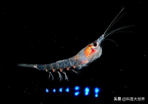 哪种人适合吃磷虾油?磷虾油有什么功效?