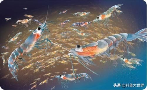 哪种人适合吃磷虾油?磷虾油有什么功效?