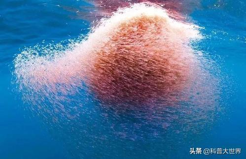 哪种人适合吃磷虾油?磷虾油有什么功效?