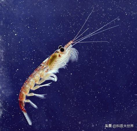 哪种人适合吃磷虾油?磷虾油有什么功效?