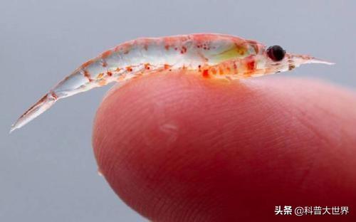 哪种人适合吃磷虾油?磷虾油有什么功效?