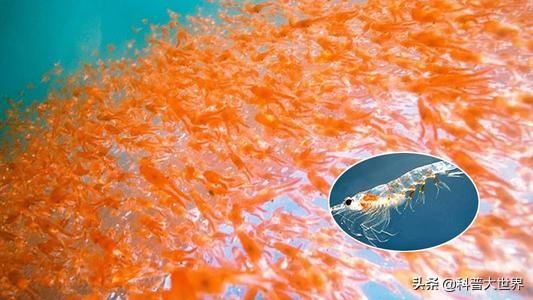 哪种人适合吃磷虾油?磷虾油有什么功效?
