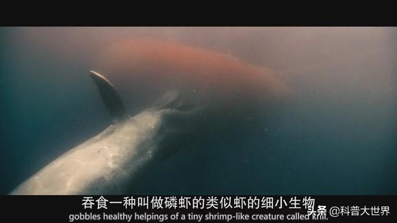 哪种人适合吃磷虾油?磷虾油有什么功效?