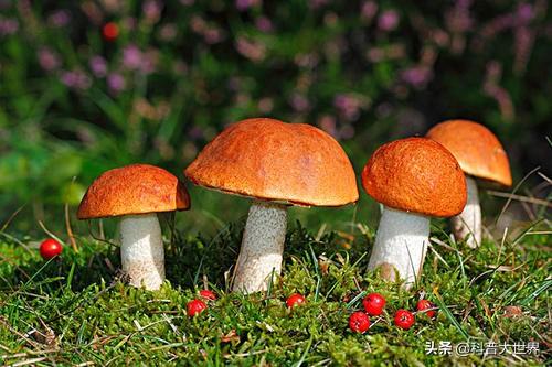怎样识别毒蘑菇呢？
