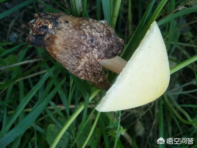 怎样识别毒蘑菇呢？