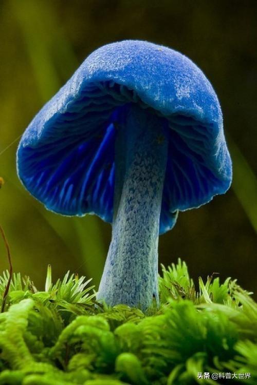 怎样识别毒蘑菇呢？