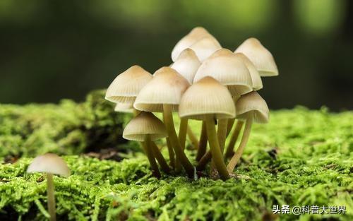怎样识别毒蘑菇呢？