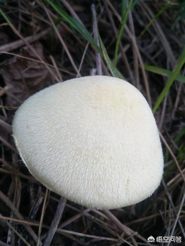 怎样识别毒蘑菇呢？