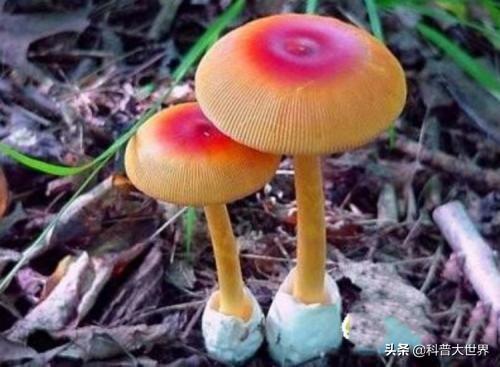 怎样识别毒蘑菇呢？