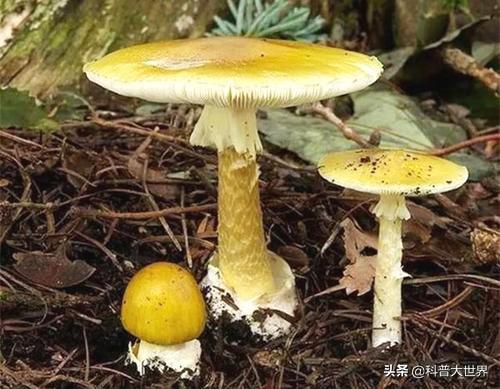 怎样识别毒蘑菇呢？