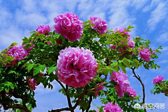 菏泽为什么叫“菏泽”？古代的时候是河流形成的一片大沼泽地吗？