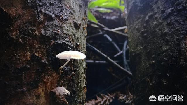 你觉得最应该被消灭的一种动物是什么？