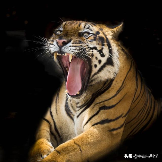 老虎的天敌是什么?老虎有哪些本领?