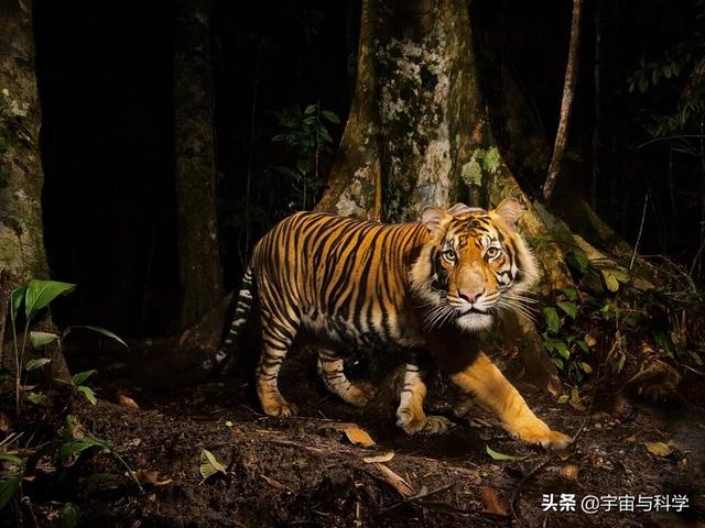 老虎的天敌是什么?老虎有哪些本领?