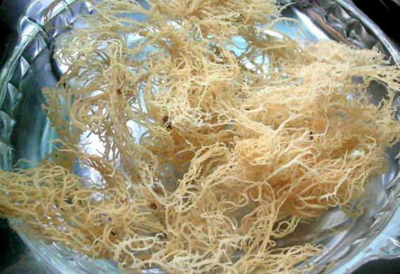 石花菜用什么水泡 为什么不脆