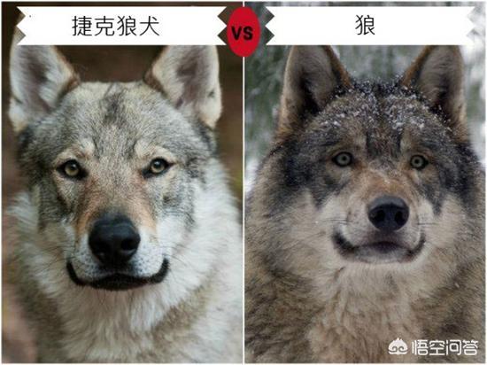 一头狼由狗带大,会变成狗吗?