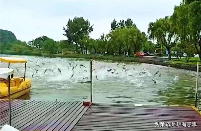 南京玄武湖公園現(xiàn)群魚跳躍奇觀，墨西哥剛發(fā)生7.4級大地震，江蘇有大地震的可能嗎？