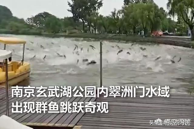 南京玄武湖公園現(xiàn)群魚跳躍奇觀，墨西哥剛發(fā)生7.4級大地震，江蘇有大地震的可能嗎？