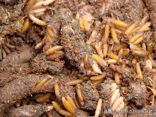 蝗虫今天到了哪里?