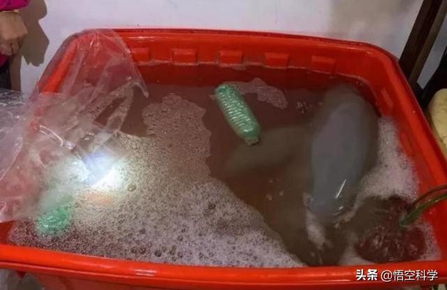 花一千块买的一只会笑的大鱼,怎么变成了国家一级保护动物?
