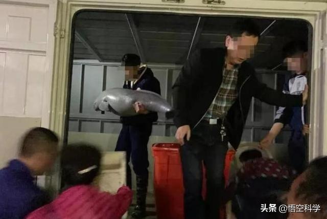 花一千块买的一只会笑的大鱼,怎么变成了国家一级保护动物?