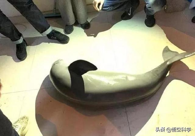 花一千块买的一只会笑的大鱼,怎么变成了国家一级保护动物?