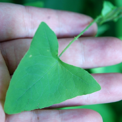 犁头草的功效与作用 有哪些药用功效