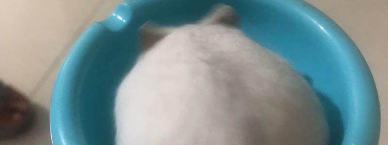 房间里有老鼠怎么赶走