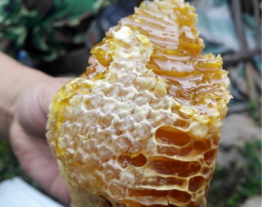 老巢蜂蜜好还是新蜂蜜好？为什么说老巢蜜对鼻炎有好处？